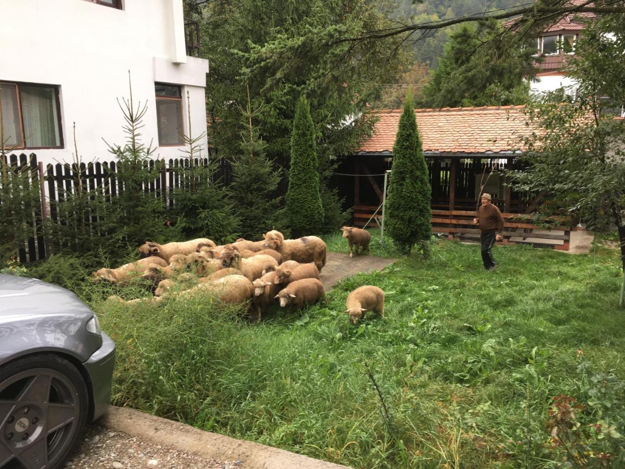 Cabana Sabrina Villa Bran  Dış mekan fotoğraf